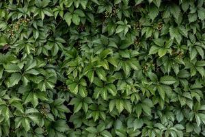 Grün von Blätter Busch Hintergrund. Hintergrund zum Bildschirmschoner foto