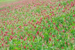 ein groß Feld von Purpur Kleeblatt Blühen im Frühling. foto