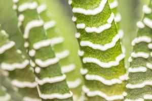 ein dekorativ Zebra Kaktus wachsend Innerhalb wie ein Zimmerpflanze. foto