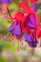 ein Makro Bild von das lebendig blüht von Fuchsie wachsend im ein Frühling Garten. foto