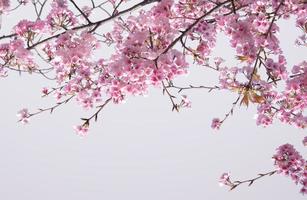 weiche pastellfarbe schöne kirschblüte sakura blüht mit dem verblassen in pastellrosa sakura-blume, volle blüte eine frühlingssaison in japan foto