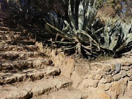 Stein Treppe und Mittelmeer Pflanze foto