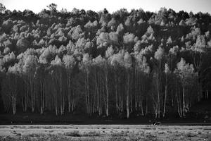 das schön Birke Wald im Frühling im hemu Dorf, Xinjiang ist mögen ein Märchenland foto