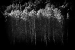 das schön Birke Wald im Frühling im hemu Dorf, Xinjiang ist mögen ein Märchenland foto