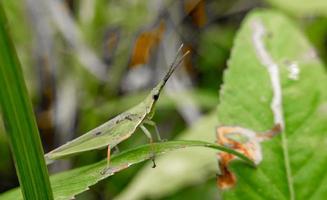 schließen oben Grün Heuschrecke auf ein Blatt, Insekt Hintergrund, Fauna foto