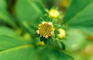 ketul Blume oder Was ist bekannt wissenschaftlich wie biden Pilosa, ist ein wild Pflanze Das ist häufig gefunden neben Straßen oder im Plantagen im das Tropen, Blume Hintergrund foto