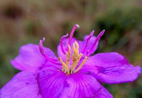 senduduk oder bekannt wissenschaftlich wie Melastom Malabathricum, schön lila Blume, Blume Hintergrund foto