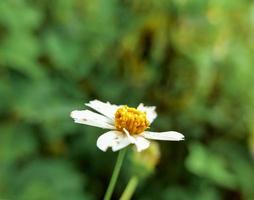 ketul Blume oder Was ist bekannt wissenschaftlich wie biden Pilosa, ist ein wild Pflanze Das ist häufig gefunden neben Straßen oder im Plantagen im das Tropen, Blume Hintergrund foto