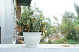 Sansevieria Pflanze im Weiß Topf berühmt zum Sonnenlicht foto