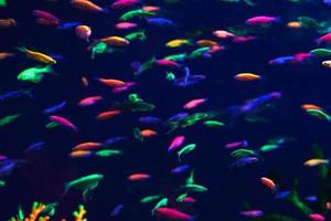 viele von klein Neon- Fisch im das Aquarium foto