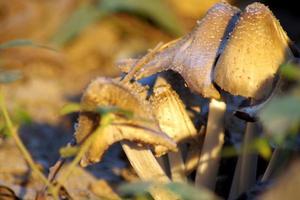 schließen oben von ein Pilz im das Wald foto