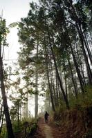 gehen im das Kiefer Wald im das Nebel foto