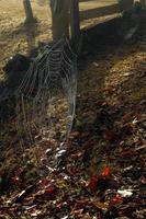 Spinne Bahnen im Natur auf ein Boden bedeckt mit Tau und Morgen Sonnenlicht. foto