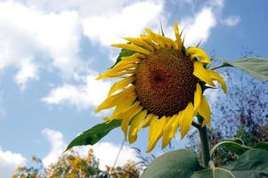 sonnenblumenfeld im sommer foto