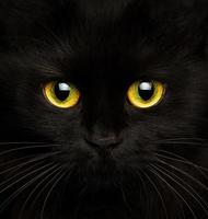 süß Schnauze von ein schwarz Katze foto
