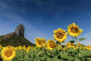 süß Sonnenblume tragen Brille auf Blau Himmel beim Sonnenblume Feld foto