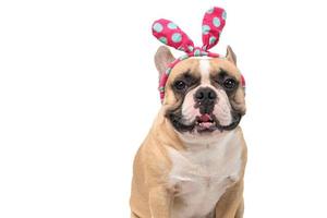 süß Französisch Bulldogge tragen Stirnband isoliert auf Weiß Hintergrund, Haustiere foto