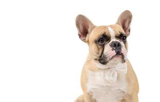 Porträt von süß Französisch Bulldogge tragen Weiß Krawatte isoliert foto