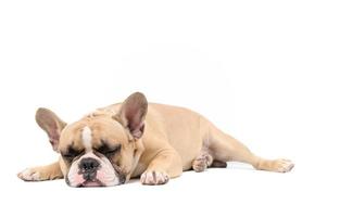 ein magersüchtig Französisch Bulldogge Lügen Schlaf isoliert auf ein Weiß Hintergrund, foto