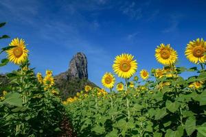 schön Sonnenblume Feld auf Sommer- mit Blau Himmel beim stutzen buri foto