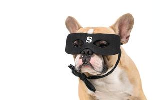 Französisch Bulldogge tragen Super Held Maske isoliert auf Weiß Hintergrund, foto