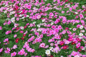 schön Kosmos Blume im Garten, bunt Kosmos Blume foto