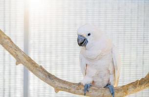 schön süß Weiß Papagei thront auf ein Zweig, Haustier Vogel foto