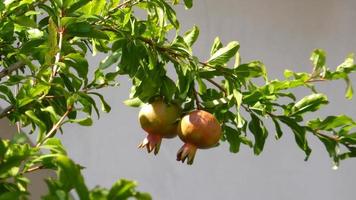 Granatapfel Obst auf Baum, Landwirtschaft. foto
