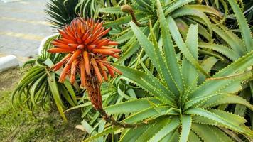 ein rot Blume blühte von das Aloe. foto