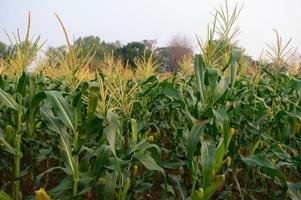 ein selektives Fokusbild von Maiskolben im Bio-Maisfeld. foto