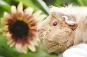 Garten Sonnenschein Guinea Schwein foto