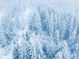 Flug Über Schneesturm im ein schneebedeckt Berg Nadelbaum Wald, unbequem unfreundlich Winter Wetter. foto