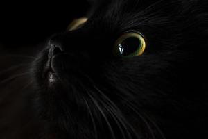 süß Schnauze von ein schwarz Katze foto