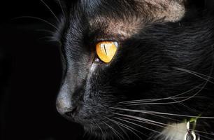 Porträt schwarz Katze auf schwarz Hintergrund foto