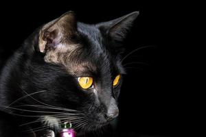 Porträt schwarz Katze auf schwarz Hintergrund foto