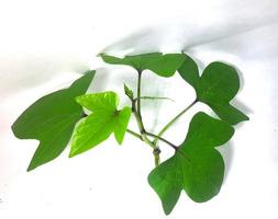 grüne Blätter lokalisiert auf weißem Hintergrund foto