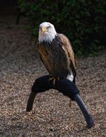 schön Adler im Englisch Park