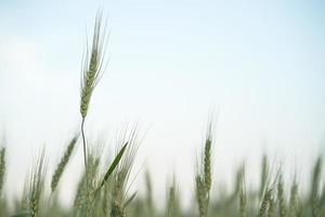 Nahaufnahme von Gerstenkörnern, die in einem Feld wachsen foto