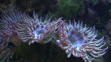 Korallen im Meerwasseraquarium. Seeanemone im künstlichen Aquarium foto