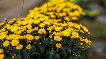 ein Nahansicht Aussicht von Cluster von klein Gelb Chrysanthemen schön Blühen im schwarz Plastik Töpfe. foto