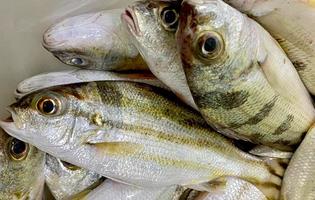 frisch gelber Streifen scad oder dünnschuppig Trevally mit Schale beim Meeresfrüchte Markt zum Verkauf ,frisch gelber Streifen scad oder dünnschuppig Trevally sind beim Meeresfrüchte Markt, gelber Streifen scad oder dünnschuppig Trevally foto