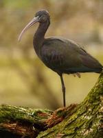 Foto von ein glänzend ibis