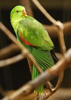 rot geflügelter Papagei foto