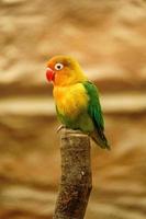 Foto von ein Fischers Lovebird