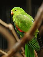 rot geflügelter Papagei foto