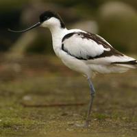 Foto von ein gescheckt Avocet