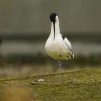 Foto von ein gescheckt Avocet