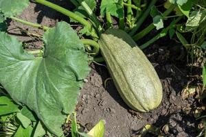 ein groß Grün Zucchini im das Sommer- Garten foto