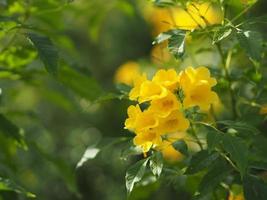 Gelb ältere, Magnolie, Angiospermen von Name Gold Gelb Farbe Trompete Blume, gelb ältere, Trompetenbusch, Tecoma stans verschwommen von Hintergrund schön im Natur blühen foto