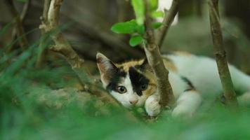 eine süße katze, die sich im hof ausruht foto